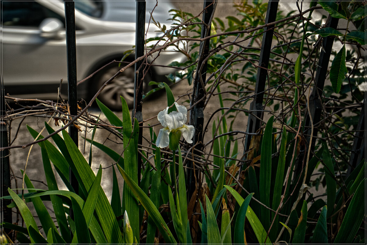 Цветы Израиля 2025г - ujgcvbif 