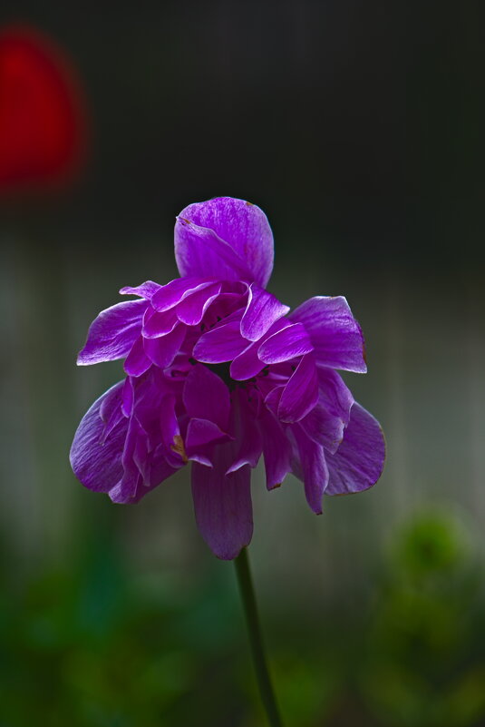 Георгина - Giant Tao / Георгина - Giant Tao /