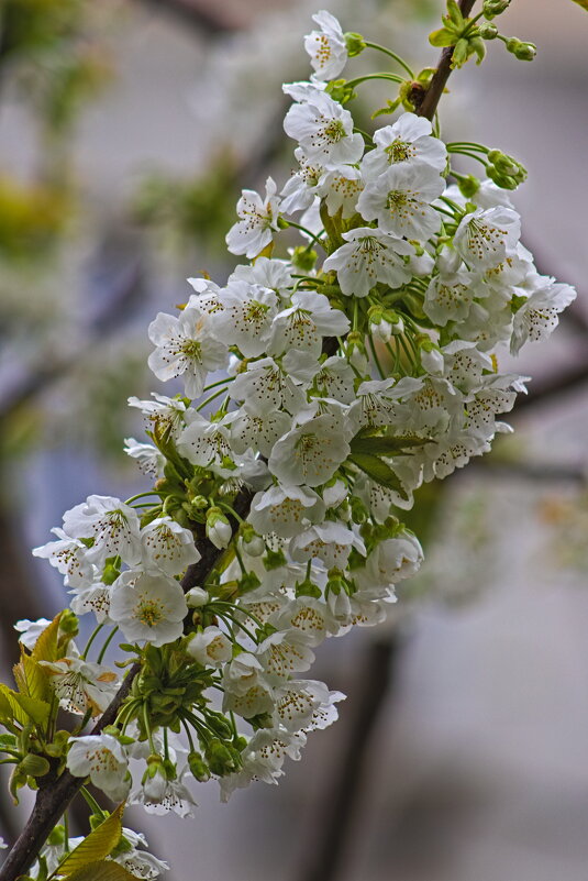 Цветение вишни. - Giant Tao /