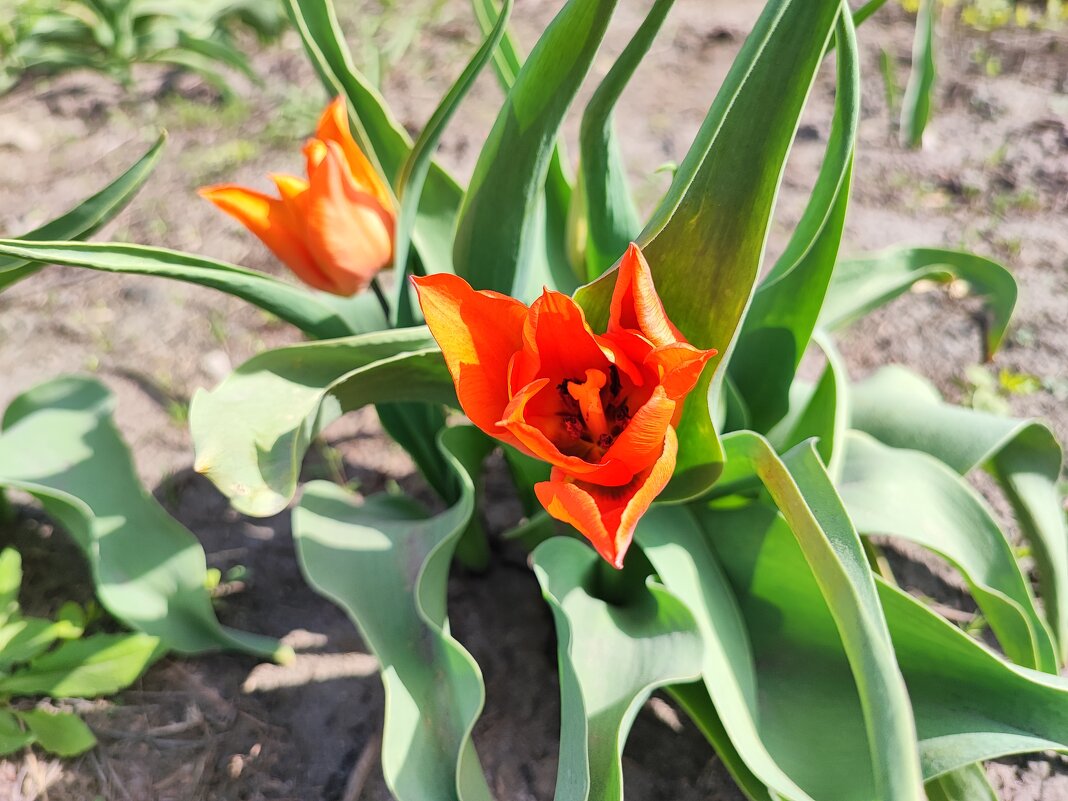 ... - Сергей Тимоновский