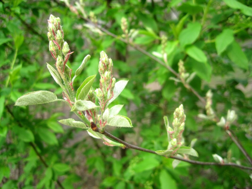 Весна идет... - Елена Семигина Весна идет... - Елена Семигина