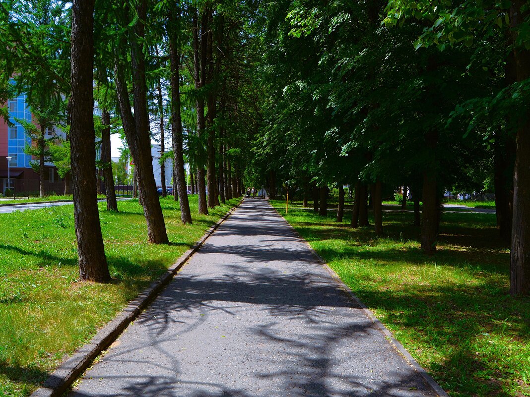 Чебоксары. Аллея сквера Михаила Сеспеля в начале лета. - Пётр Чернега Чебоксары. Аллея сквера Михаила Сеспеля в начале лета. - Пётр Чернега