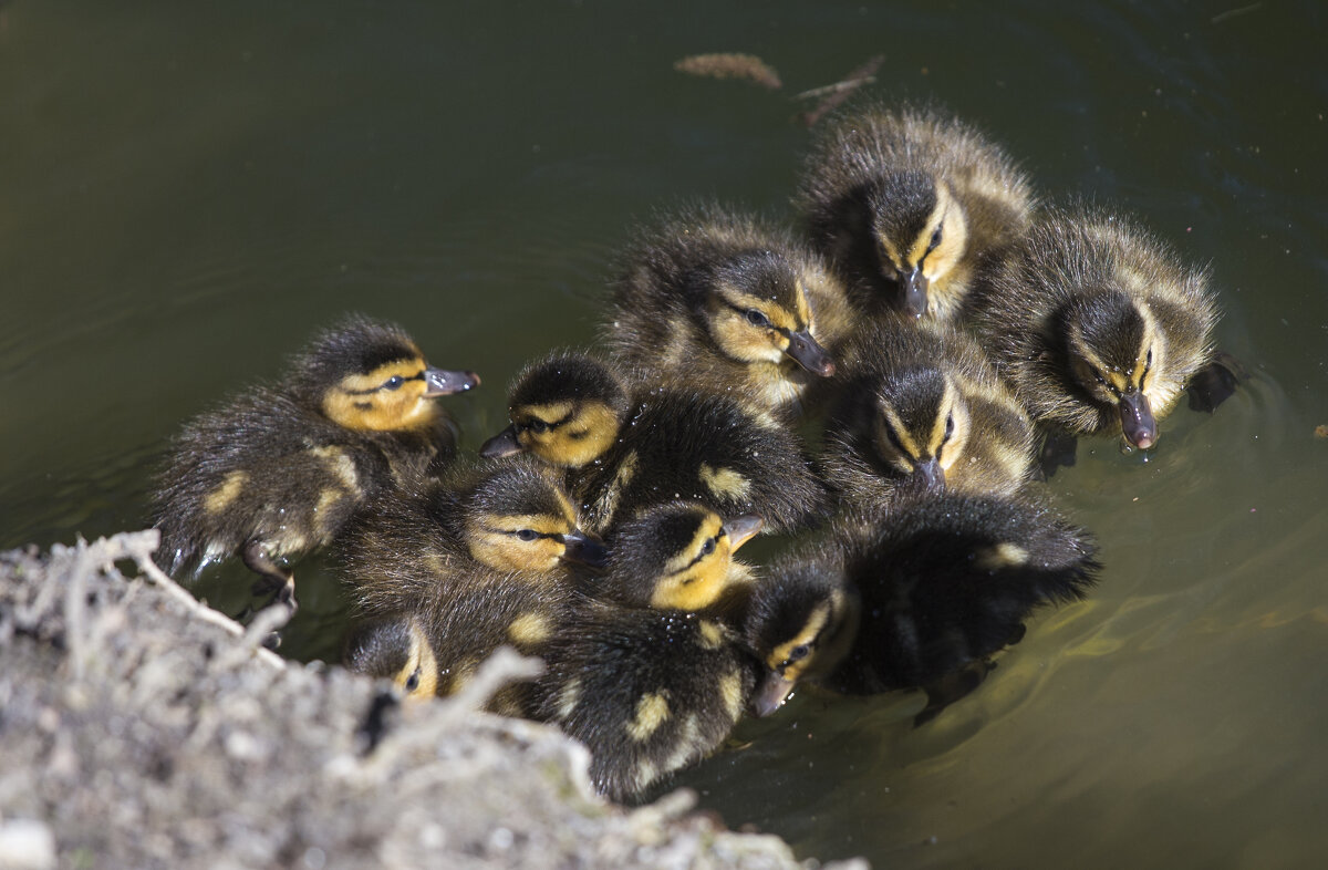 Пушистые комочки - Светлана Тихонина Пушистые комочки - Светлана Тихонина