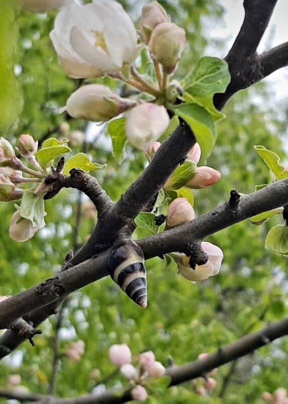 ПРИШЕЛЕЦ - Tata Wolf