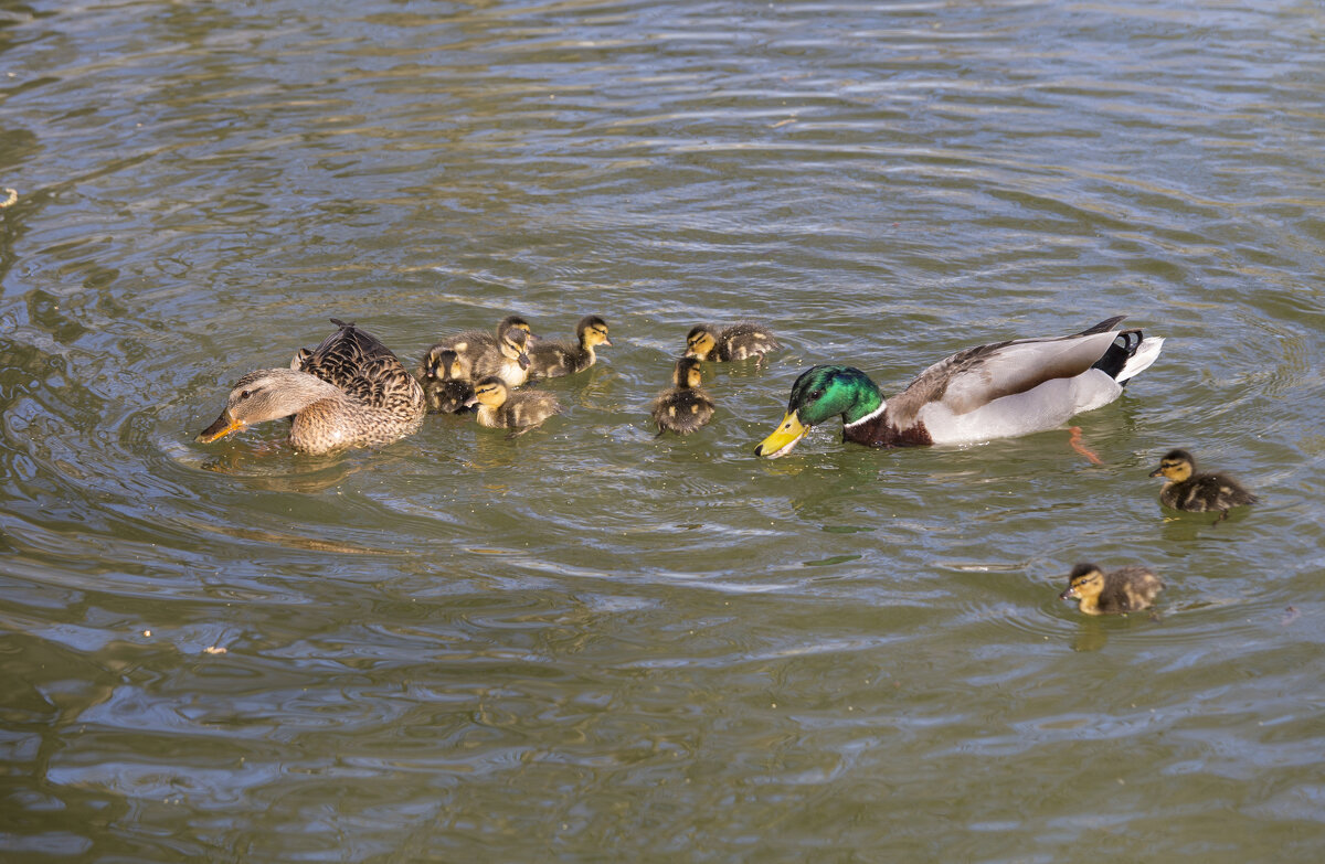 Семейство - Светлана Тихонина Семейство - Светлана Тихонина