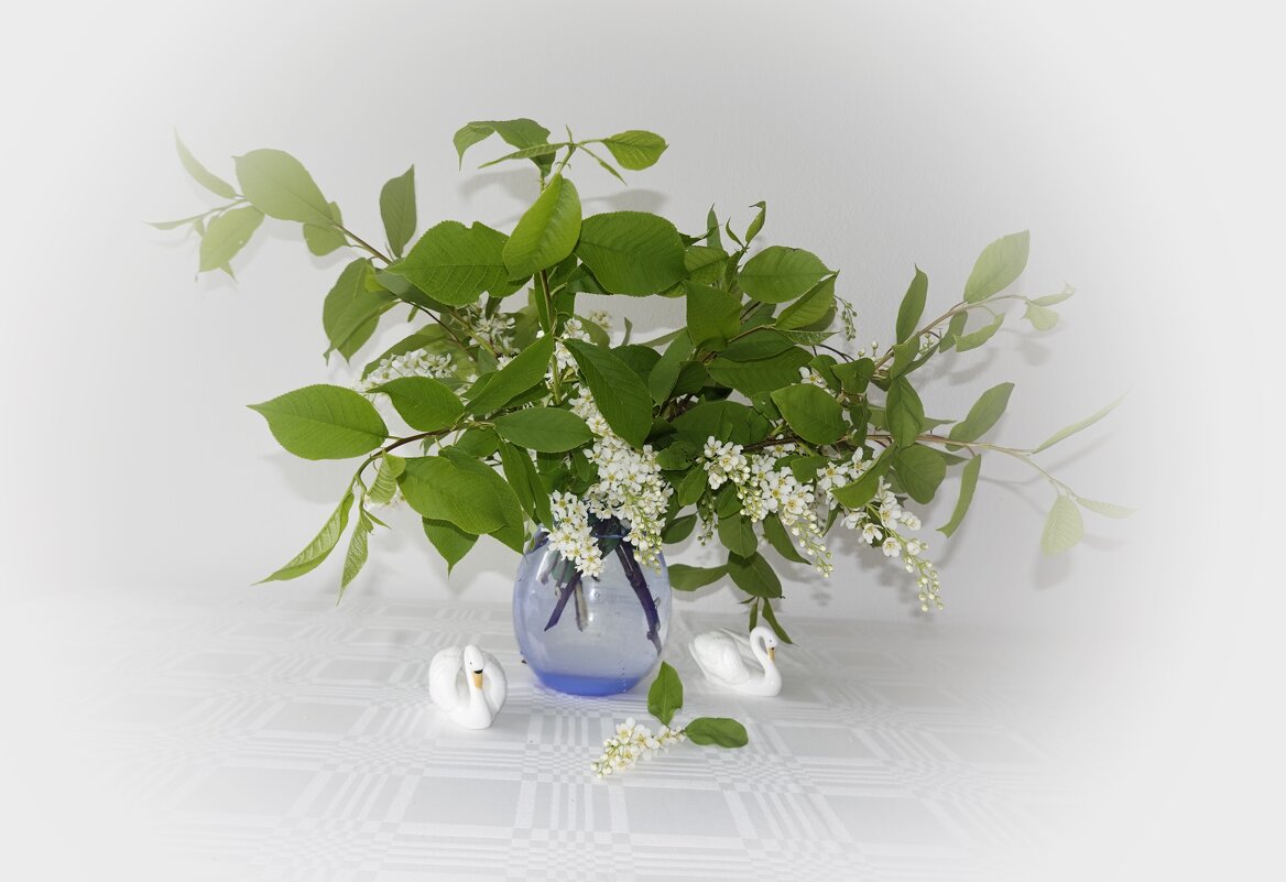 Черемухи,запах пьянящий По комнате сладко плывет... - Галина Черемухи,запах пьянящий По комнате сладко плывет... - Галина