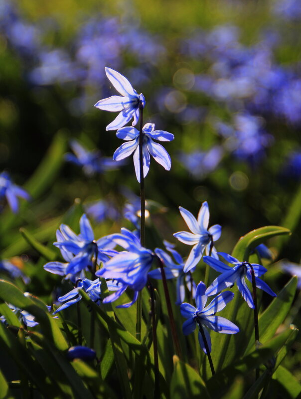 Весенние цветики.. - Татьян@ Ивановна