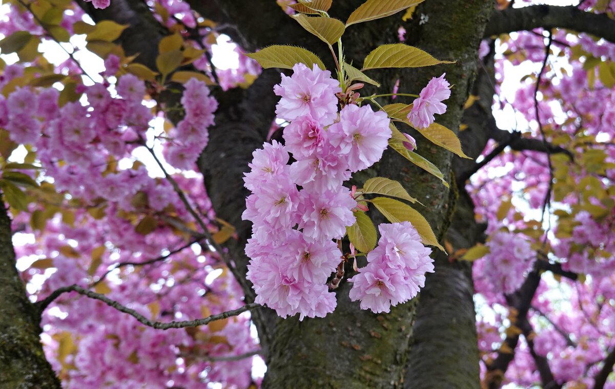 Удивительно это - Как ни в чем не бывало жить Под цветущей вишней. Кобаяси Исса - Галина Удивительно это - Как ни в чем не бывало жить Под цветущей вишней. Кобаяси Исса - Галина