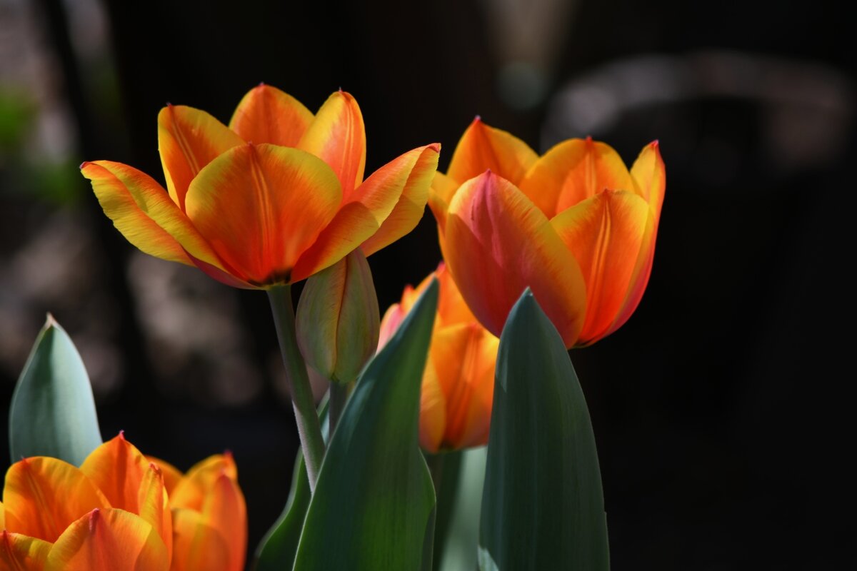 Костры тюльпанов,)) - Татьяна Евдокимова Костры тюльпанов,)) - Татьяна Евдокимова