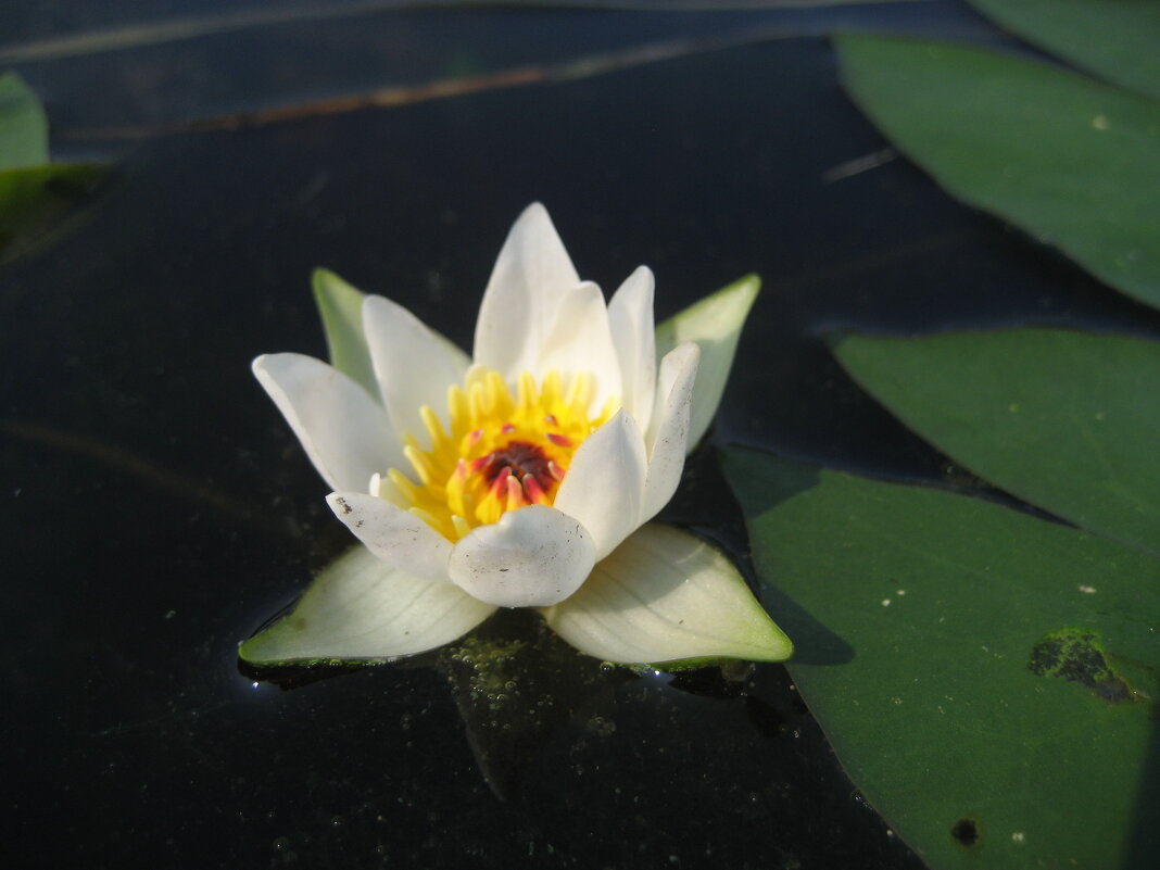 Кувшинка четырёхгранная - Anna Ivanova Кувшинка четырёхгранная - Anna Ivanova