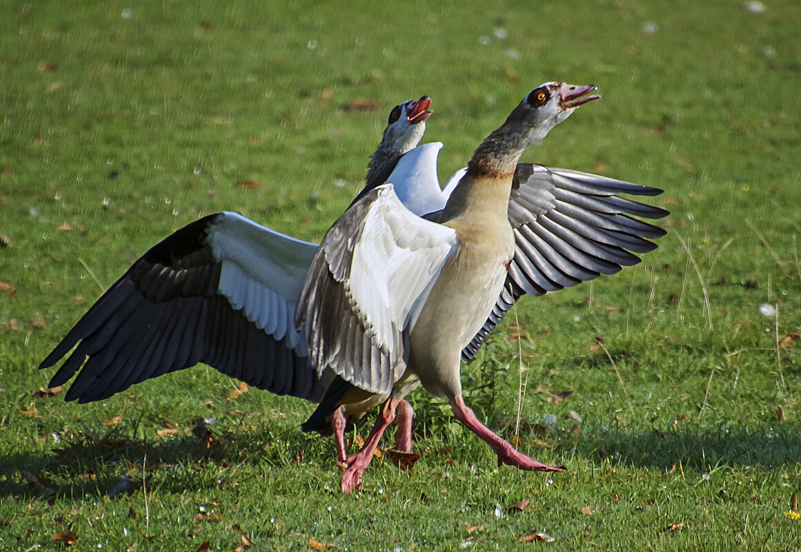 ****** - Андроник Александр 