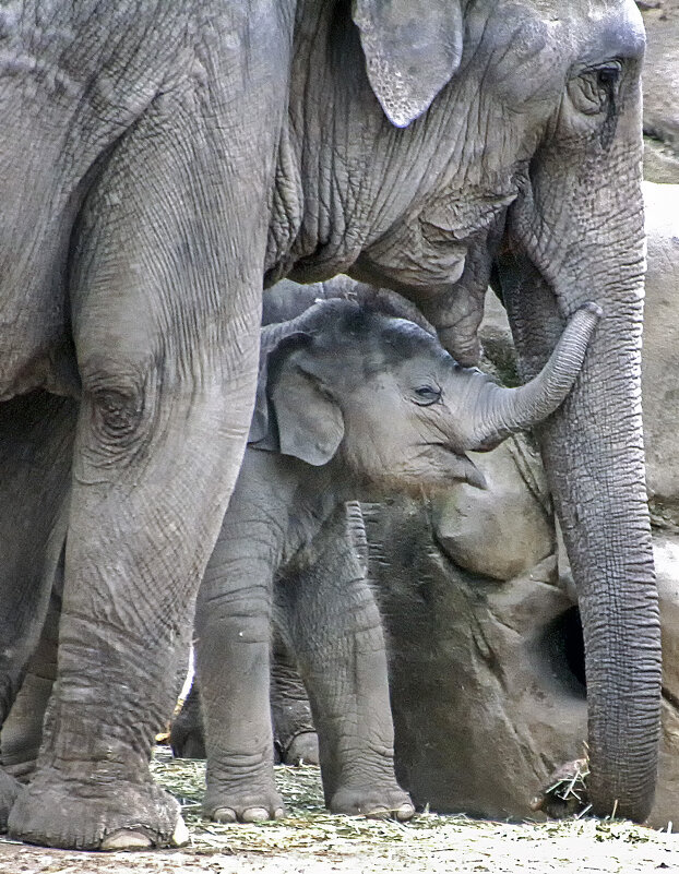 **** - Андроник Александр **** - Андроник Александр