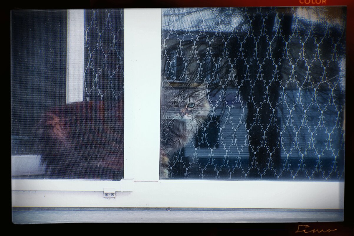 Мистер котейка. - Игорь Солдаткин