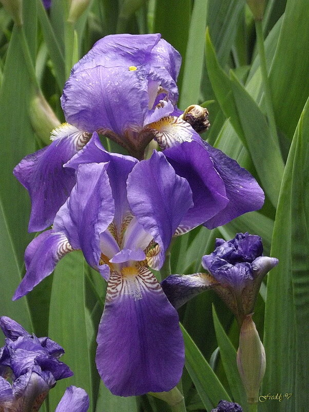 Ирис - Freddy 97