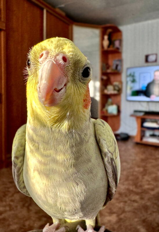 Важный гусь. - Сергей Адигамов Важный гусь. - Сергей Адигамов