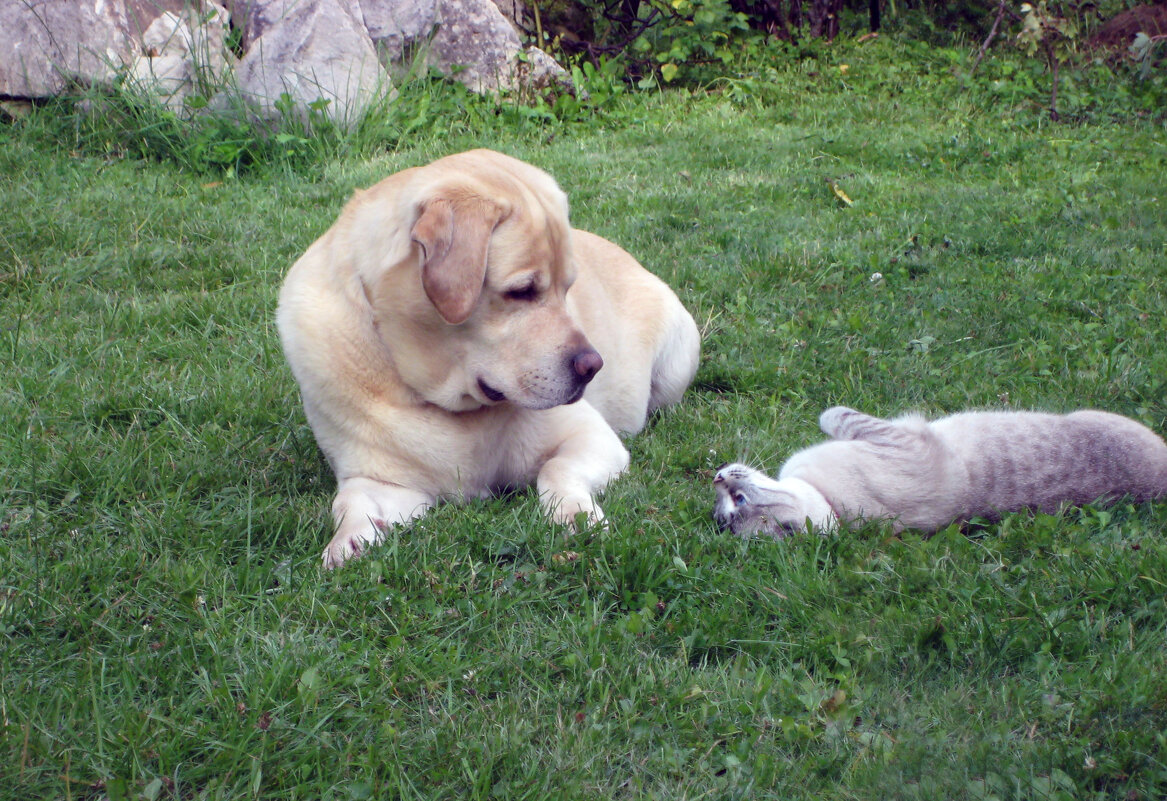 Дачный роман. - Борис Бутцев Дачный роман. - Борис Бутцев