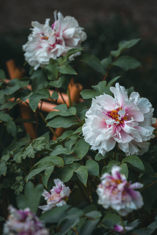 Сезон пионов - Дмитрий 