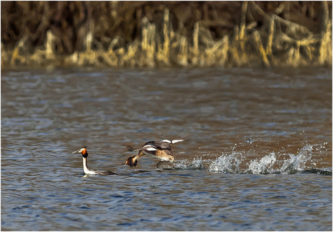 Брачные игры - Валентин Котляров Брачные игры - Валентин Котляров