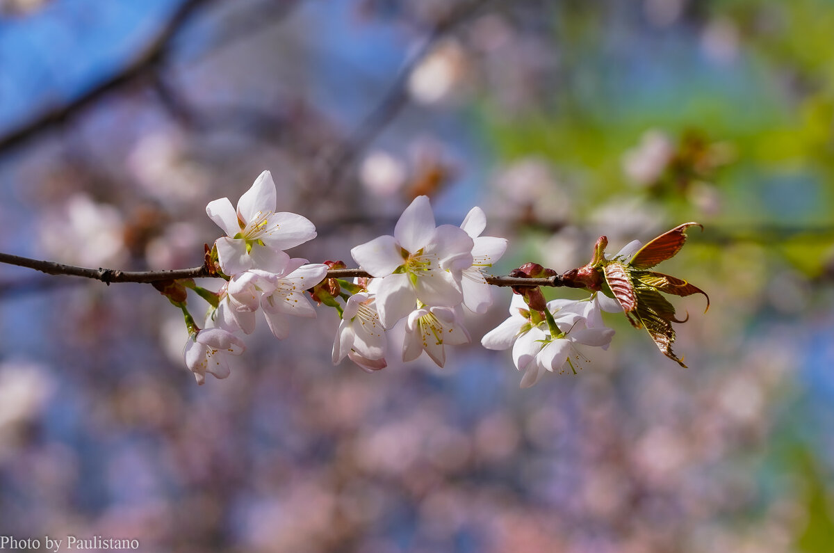 Цветущий апрель... - Владимир Жданов Цветущий апрель... - Владимир Жданов