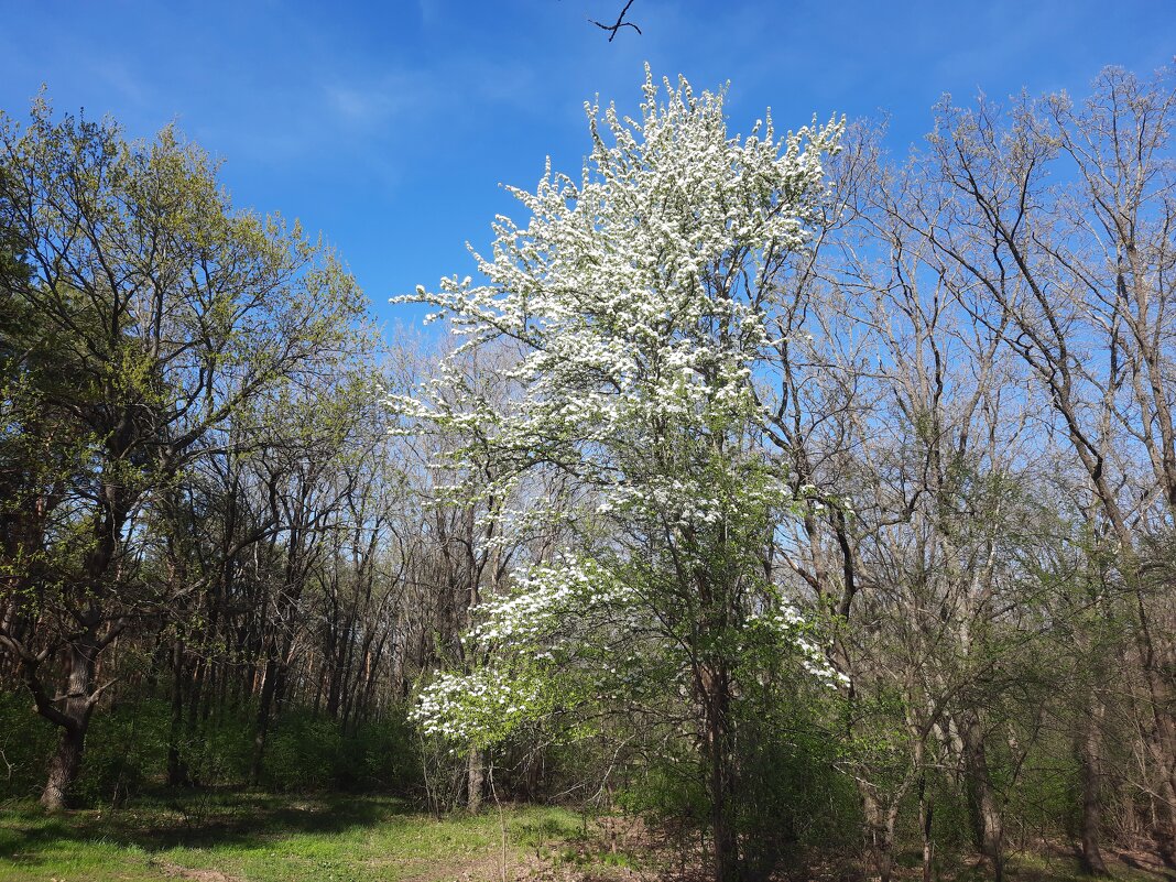 Весна в лесу - Андрей Л. В. Весна в лесу - Андрей Л. В.
