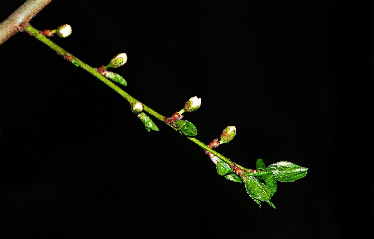 Цветение - Леонид leo