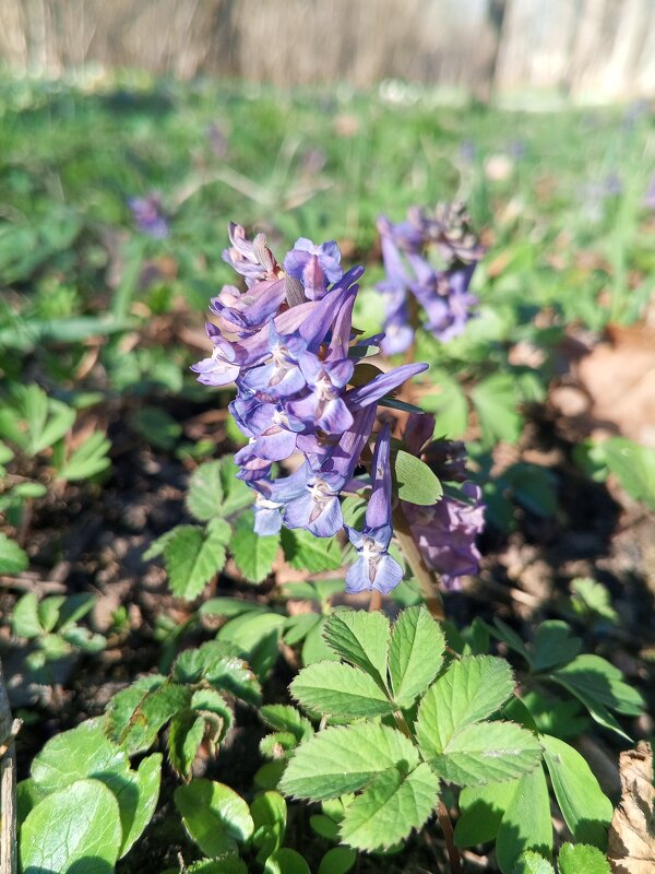 Хохлатка - Сапсан Хохлатка - Сапсан