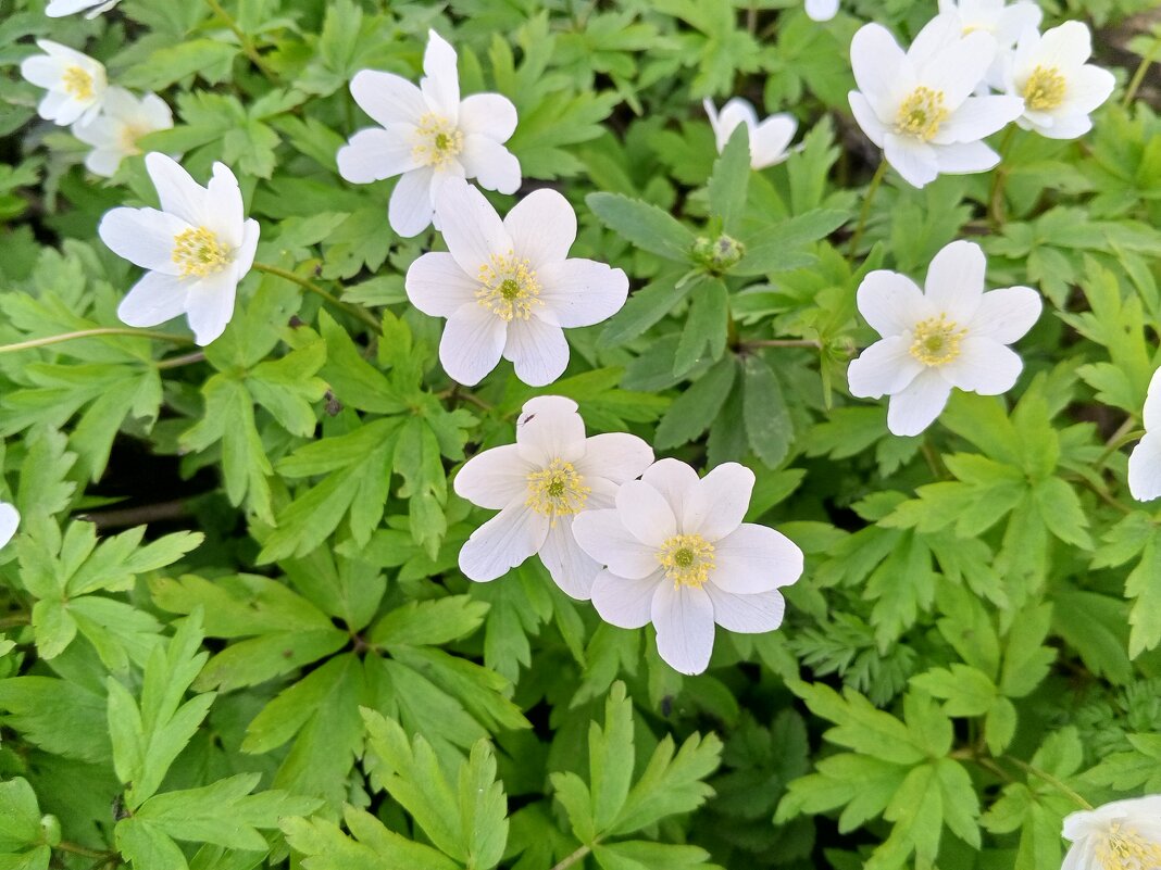 Ветреница - Сапсан 