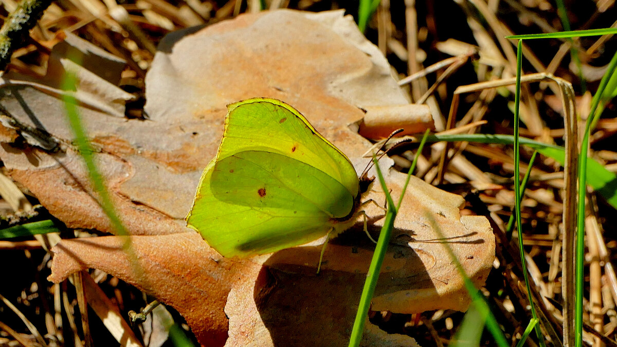 из снятого сегодня 7 - Александр Прокудин из снятого сегодня 7 - Александр Прокудин