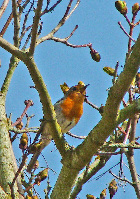 зарянка или малиновка - gawrilа - dan зарянка или малиновка - gawrilа - dan