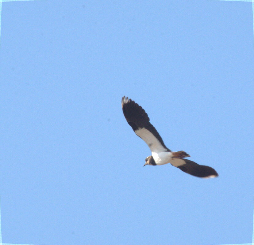 Чибис - Сергей Владимирович Егоров
