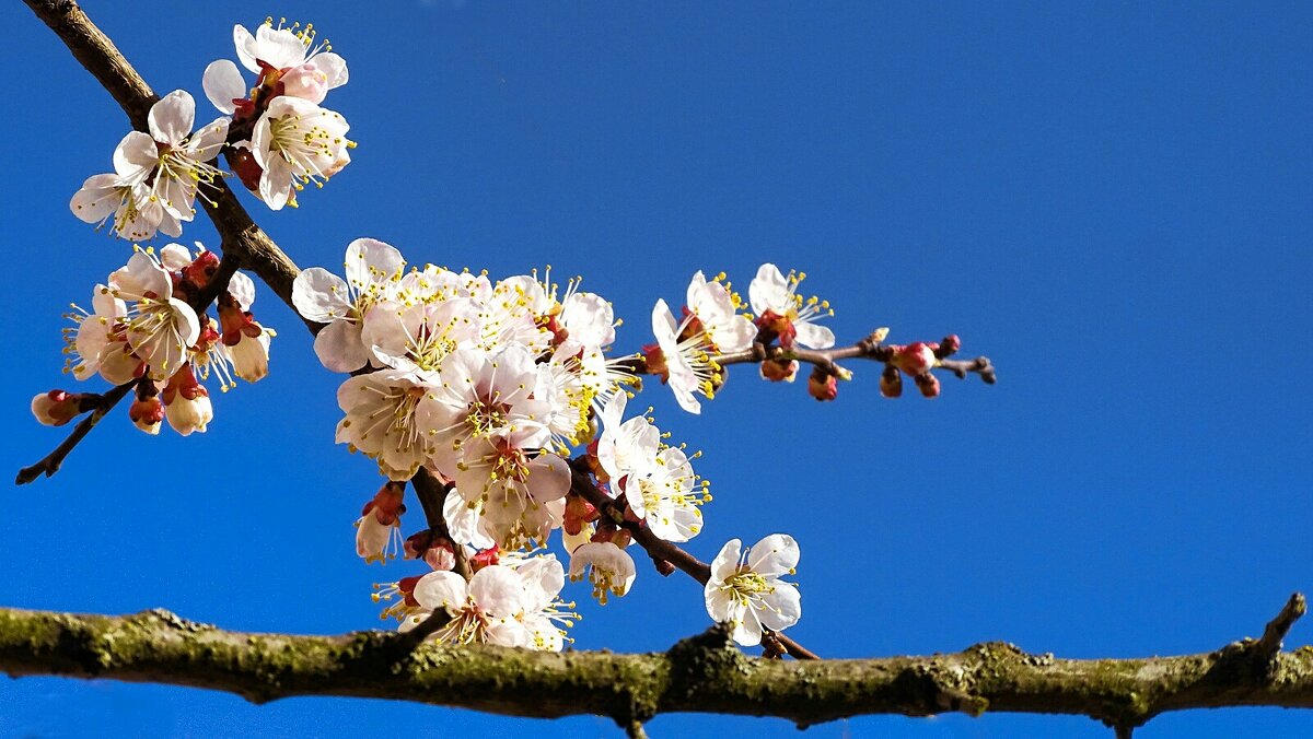 Цвет фруктовых деревьев в городе. - Милешкин Владимир Алексеевич Цвет фруктовых деревьев в городе. - Милешкин Владимир Алексеевич