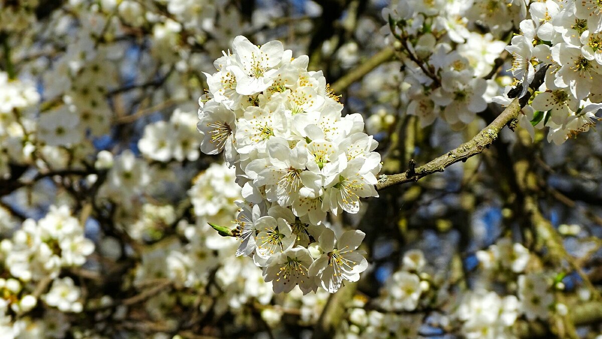 Цвет фруктовых деревьев в городе - Милешкин Владимир Алексеевич 