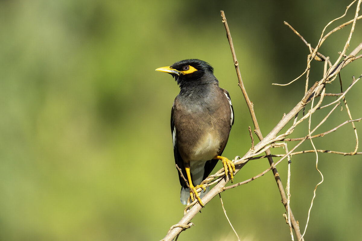 Майна. - Alexander Amromin