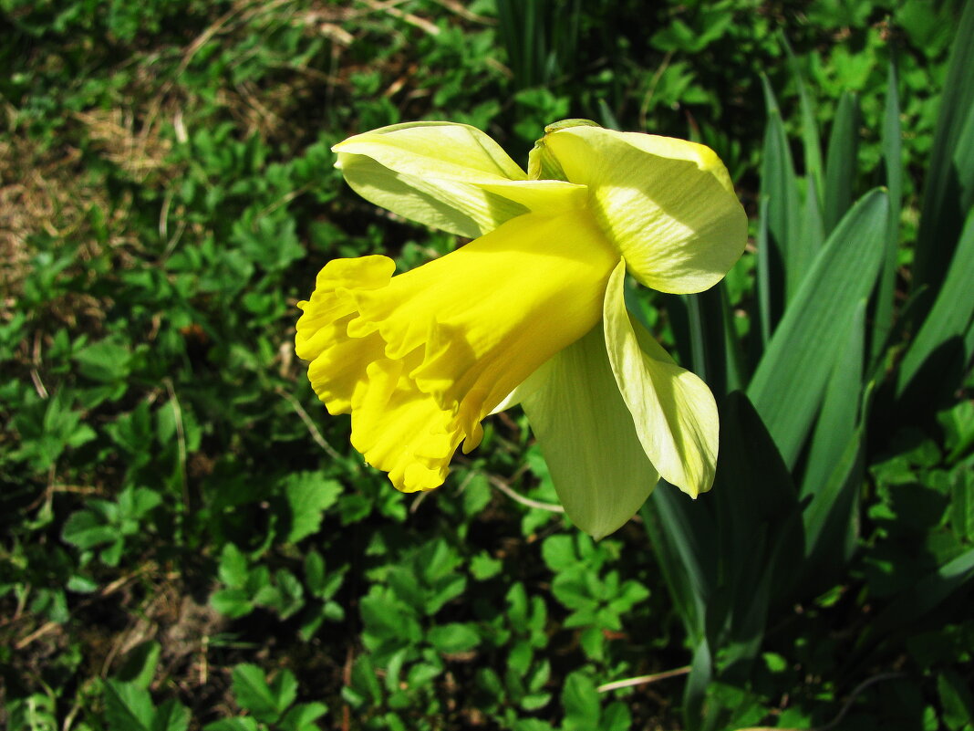 Нарцисс зацвёл - Людмила Смородинская Нарцисс зацвёл - Людмила Смородинская