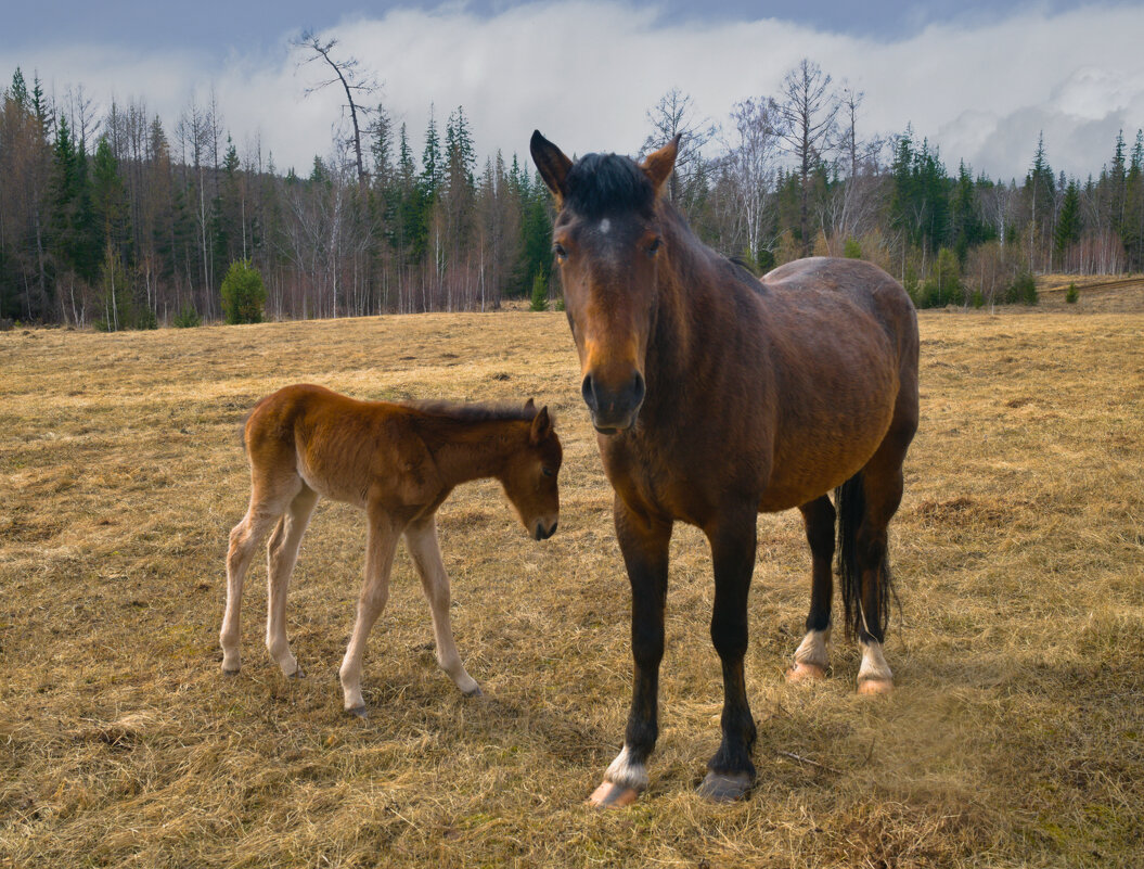 Под боком у мамки - Сергей Шаврин