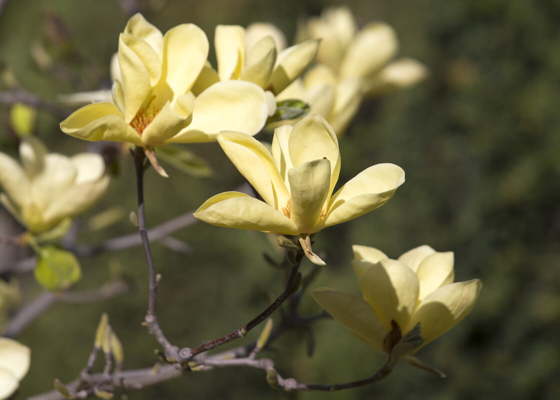 Со Светлым Пасхальным утром! - Светлана Тихонина