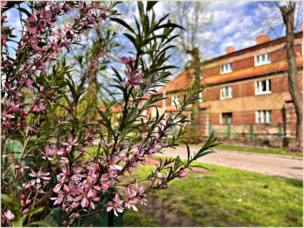 Весеннее цветение. - Валерия Комова Весеннее цветение. - Валерия Комова
