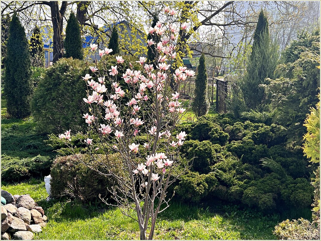 Прекрасная весна. - Валерия Комова