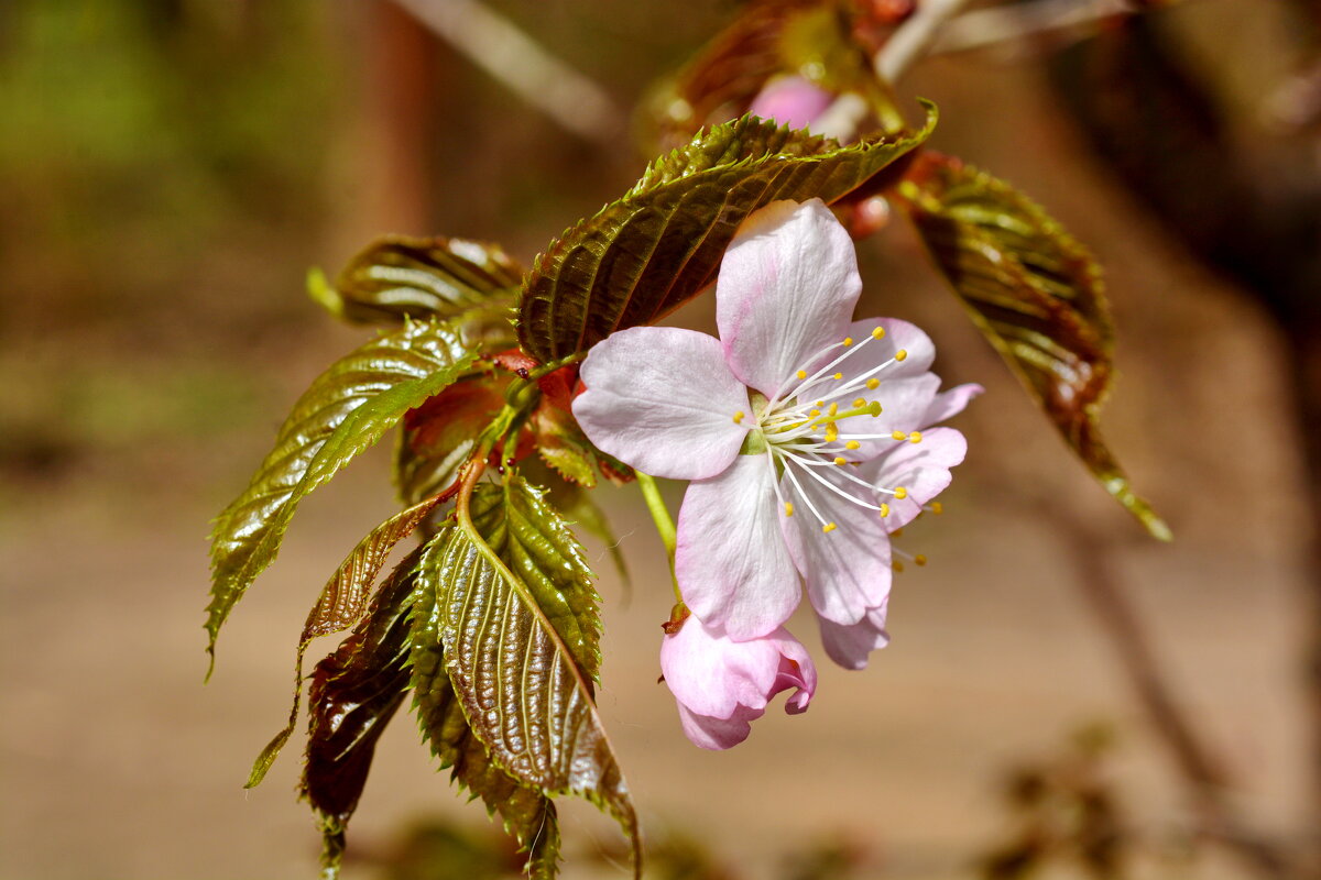 Цветок сакуры - Леонид Иванчук Цветок сакуры - Леонид Иванчук