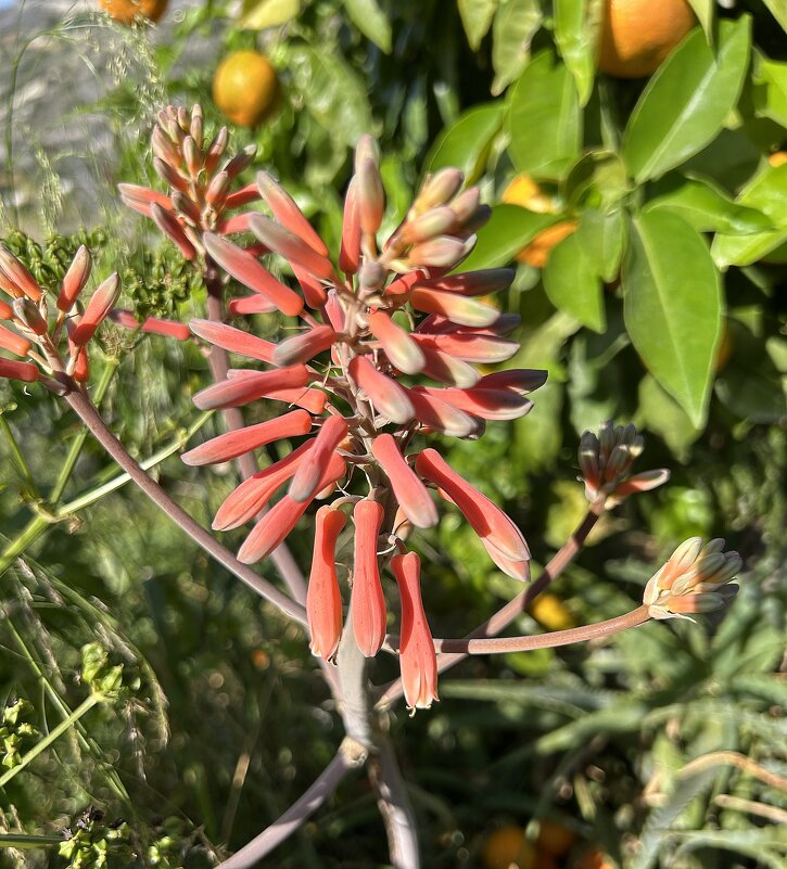 Алоэ Сапонария - Oleg4618 Шутченко