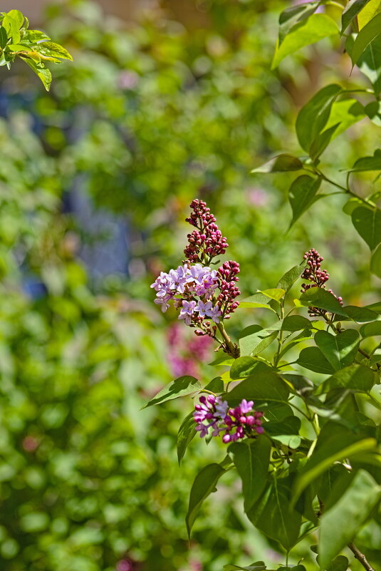 Сирень - Giant Tao /