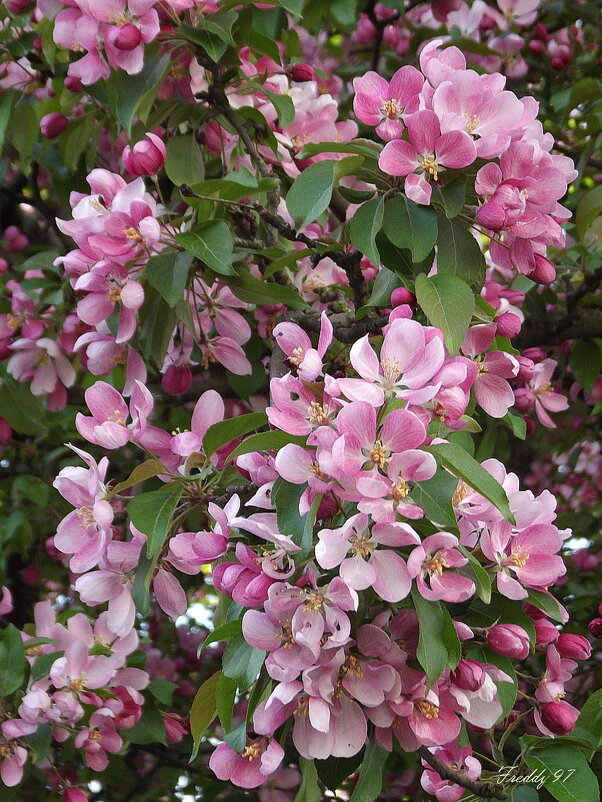 Цветение райской яблони - Freddy 97