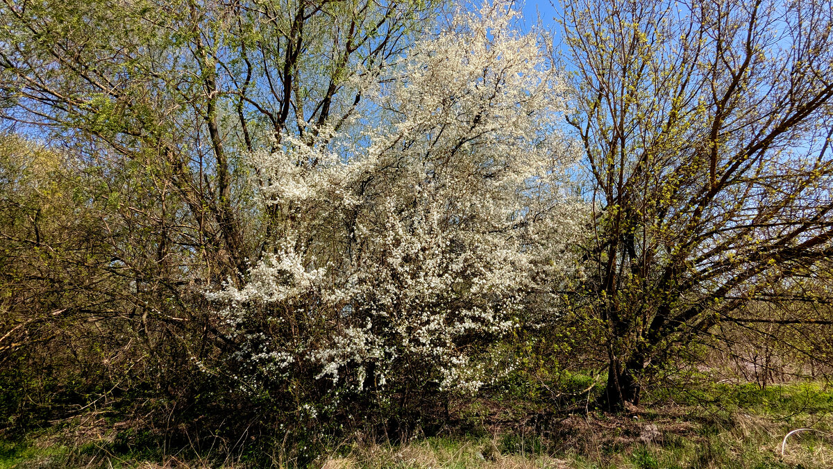 природа 19 апреля  4 - Александр Прокудин
