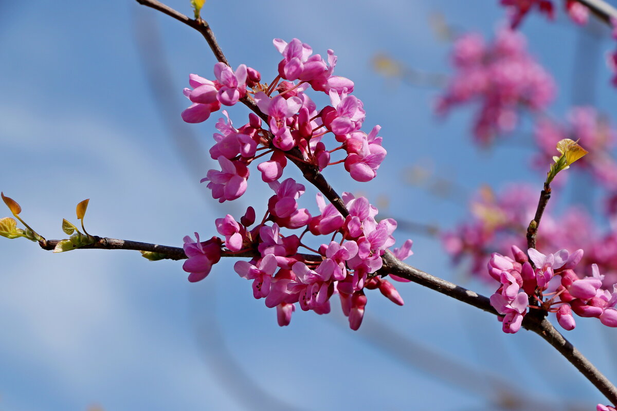 *** - Игорь Kуленко