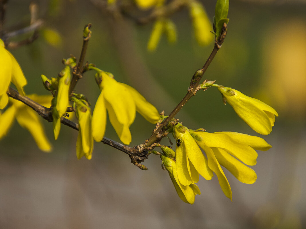 ... - Елена Пономарева