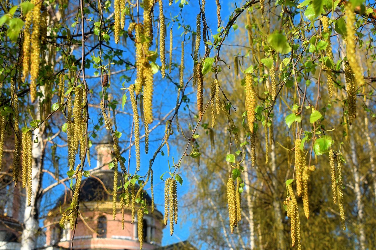 Берёзкины серёжки. - Татьяна Помогалова