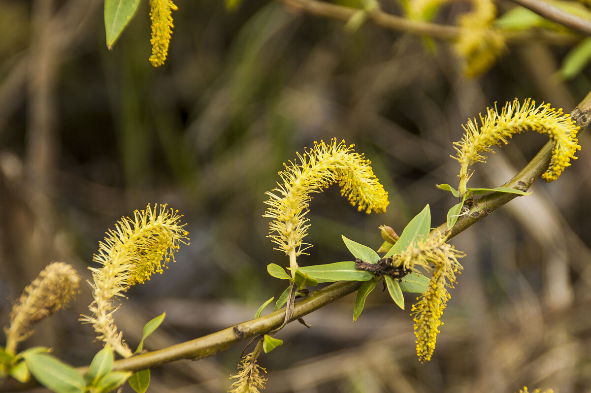 Весёлые " гусенички" - Елена Пономарева Весёлые " гусенички" - Елена Пономарева