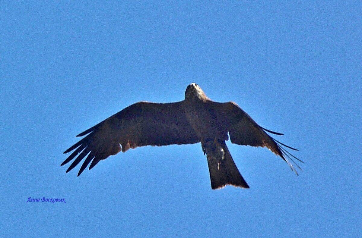 Чёрный коршун. - Восковых Анна Васильевна 