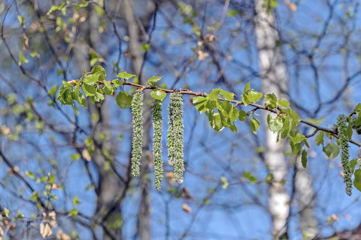 Берёзка листочки выпустила - Валерий Иванович Берёзка листочки выпустила - Валерий Иванович