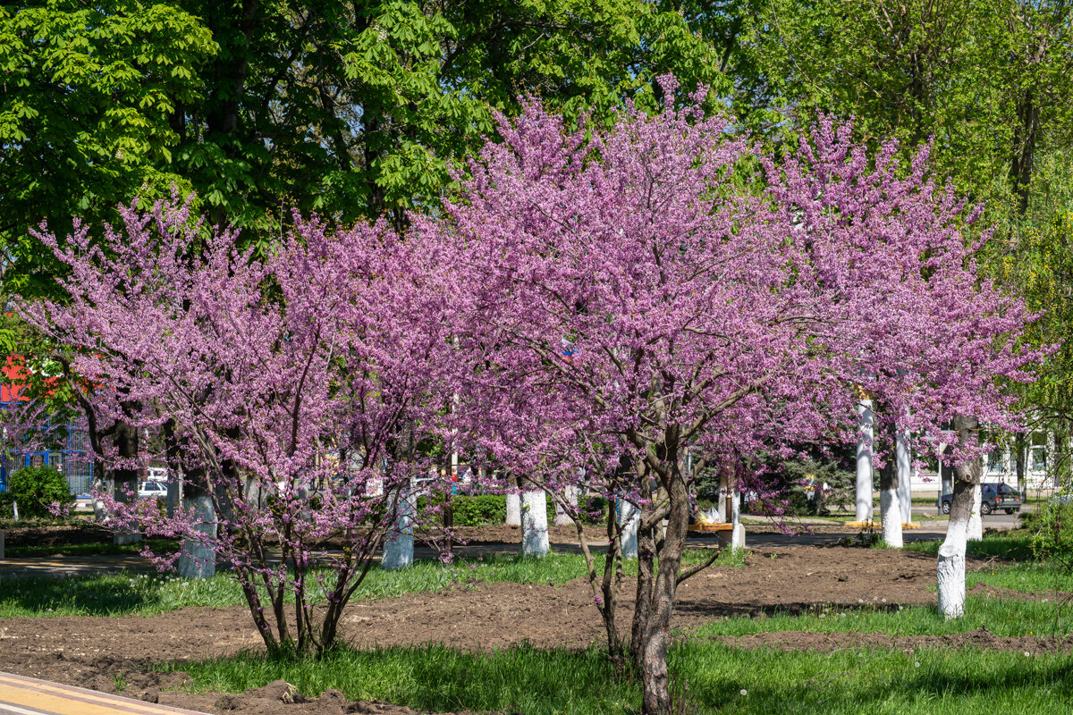 Багряник - Игорь Сикорский